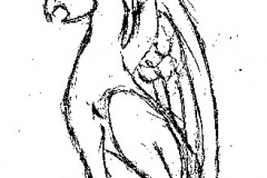 grifo