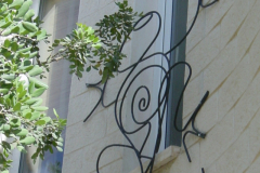 lagartija-balcon
